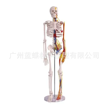 85-сантиметровая анатомическая модель человеческого скелета с кровеносными сосудами, нервами и мозгом